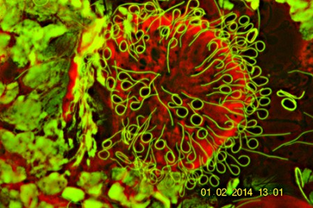Spermi in lombricus in fase di abbandono del citoforo - A.A.